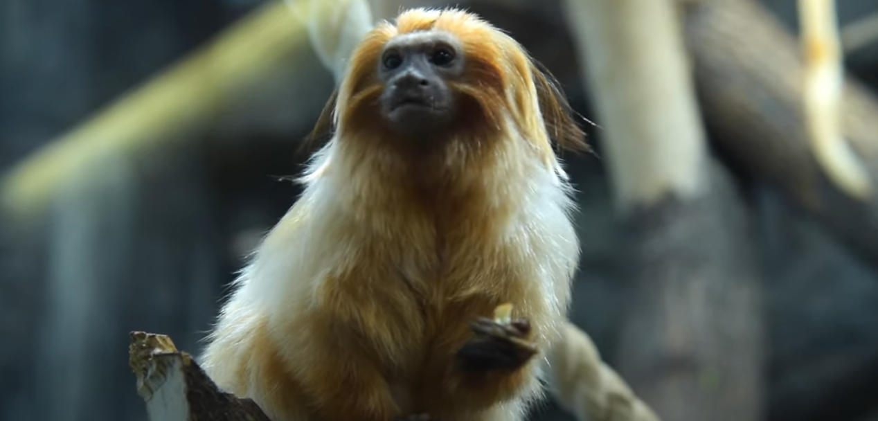 Frame de divulgação do vídeo sobre o mico-leão-dourado