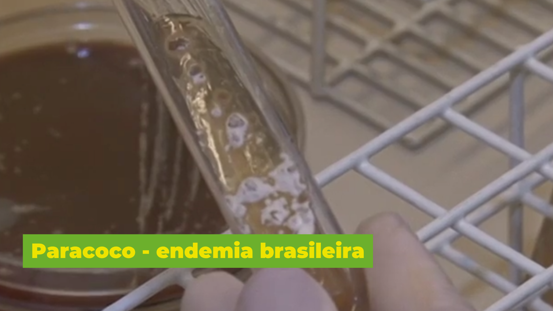Frame do vídeo Paracoco - endemia brasileira