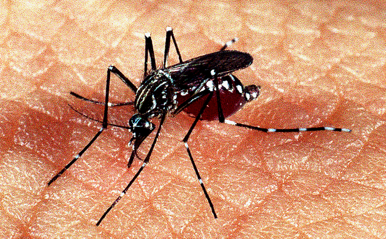 Galeria Zika: macrofotografia do mosquito Aedes aegypti