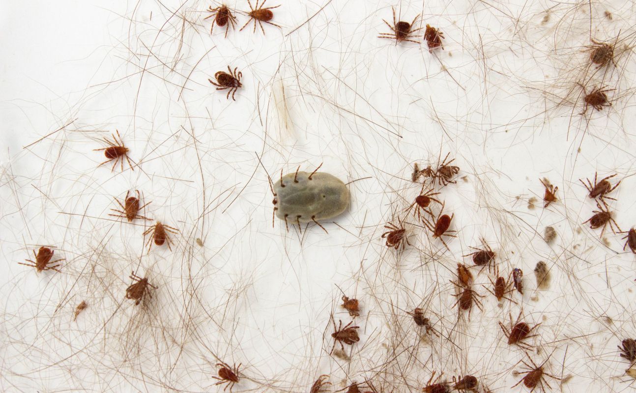 Galeria Saúde: infestação de carrapatos de cão