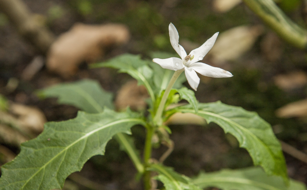 Galeria meio ambiente: Cega olho (Isotama longiflora), também conhecido por arrebenta boi e jasmim da Itália