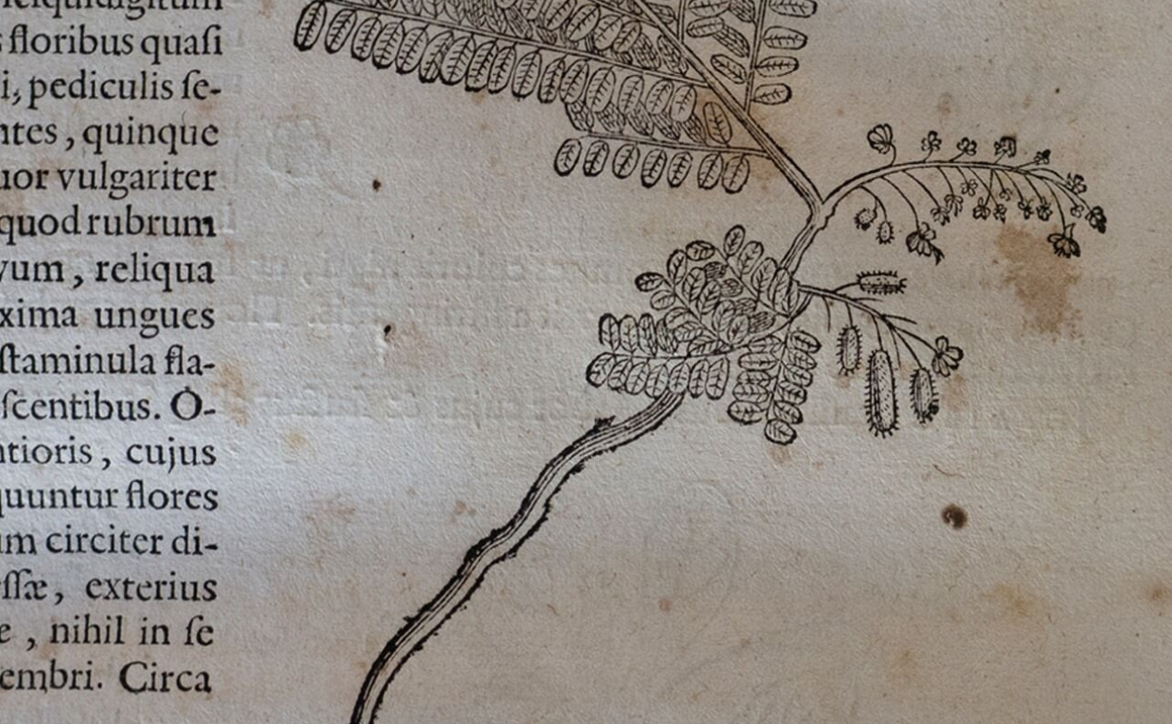 Pau Brasil, no livro História Naturalis Brasiliae, primeiro tratado de história natural do Brasil.