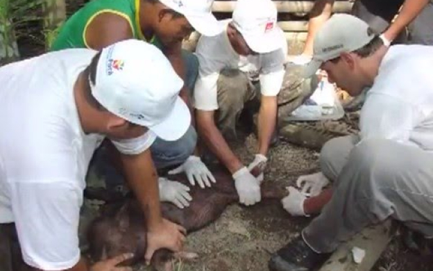 Embedded thumbnail for Doença de Chagas - ontem e hoje
