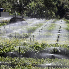 Irrigação artificial de plantação. Foto: Salvador Scofano/Fiocruz Imagens