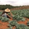 Trabalhador rural em contato direto com solo