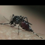 VideoSaúde - Programa Especial Aula 1 sobre Dengue