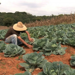 Trabalhador rural em contato direto com solo