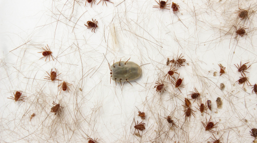 Galeria Saúde: infestação de carrapatos de cão