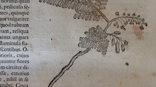 Pau Brasil, no livro História Naturalis Brasiliae, primeiro tratado de história natural do Brasil.